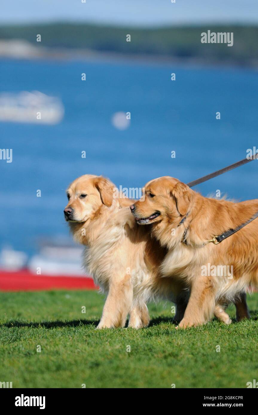 Golden Retriever Walking