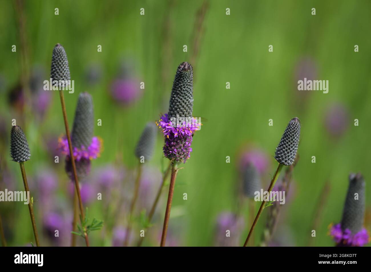 a beautiful blooming purple Prairie clover Stock Photo