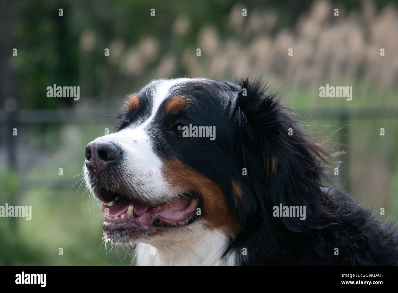 Bernese Mountain Dog at the dog park Stock Photo