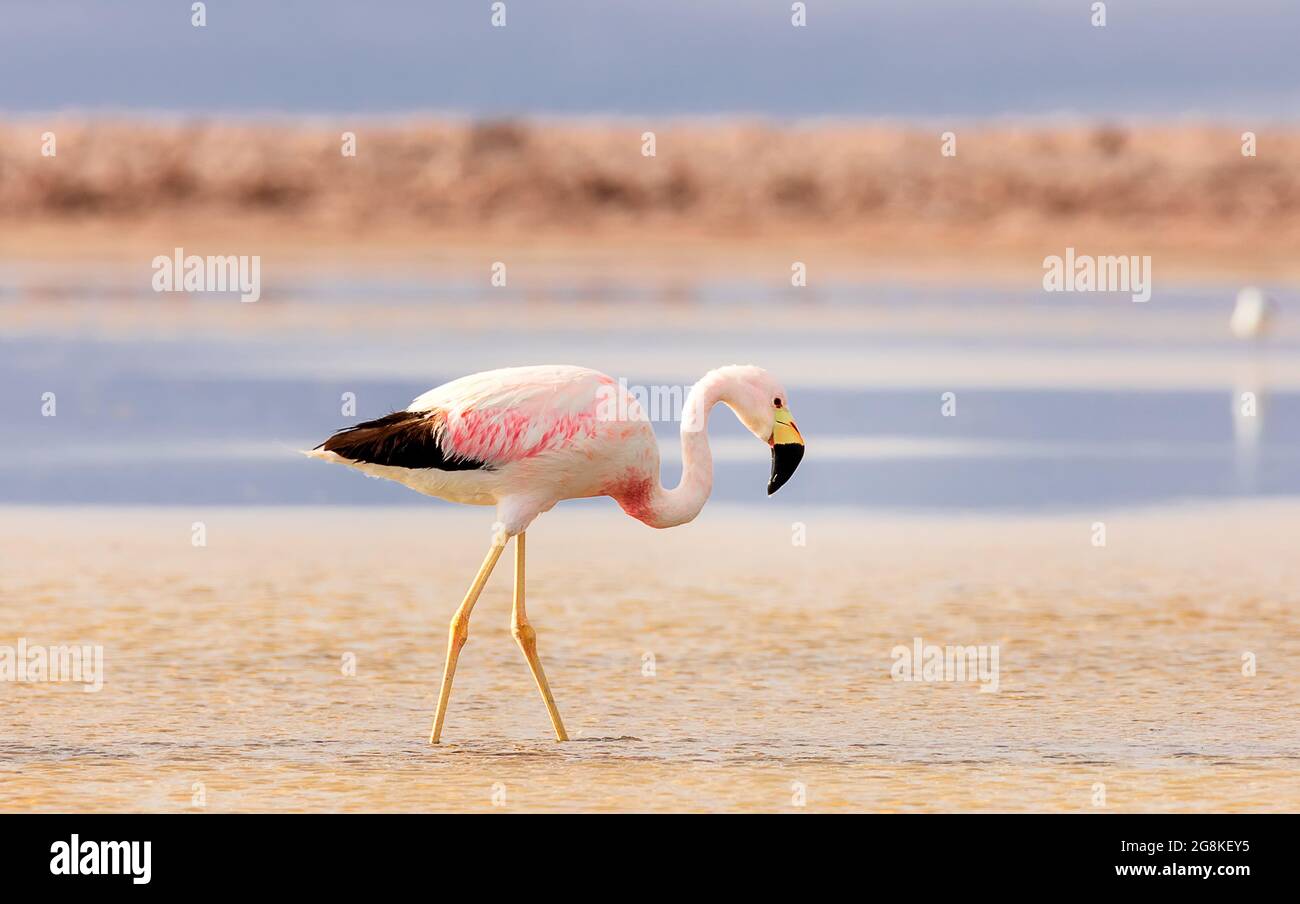 Alone andean flamingo on salt flats Chaxa, desert near San Pedro de