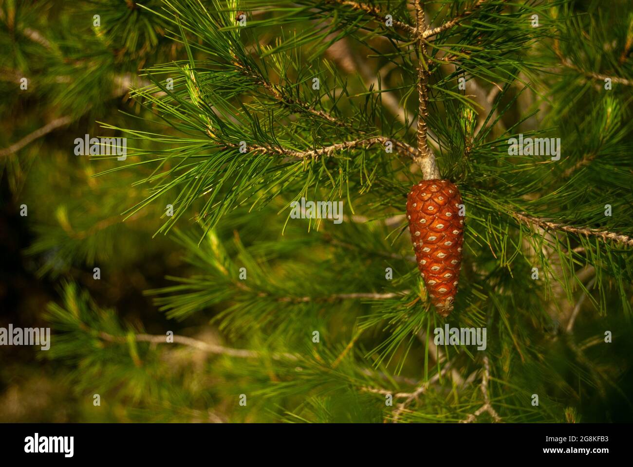 Branches cedar tree pine cones hi-res stock photography and images - Alamy