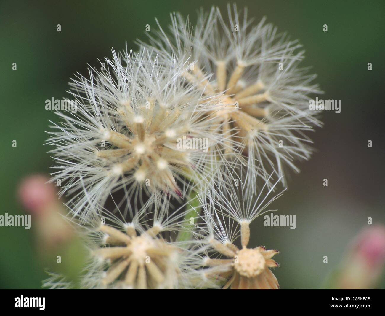 Closeup shot of white seeds of ironweed or Vernonia flower isolated on blurred background Stock Photo