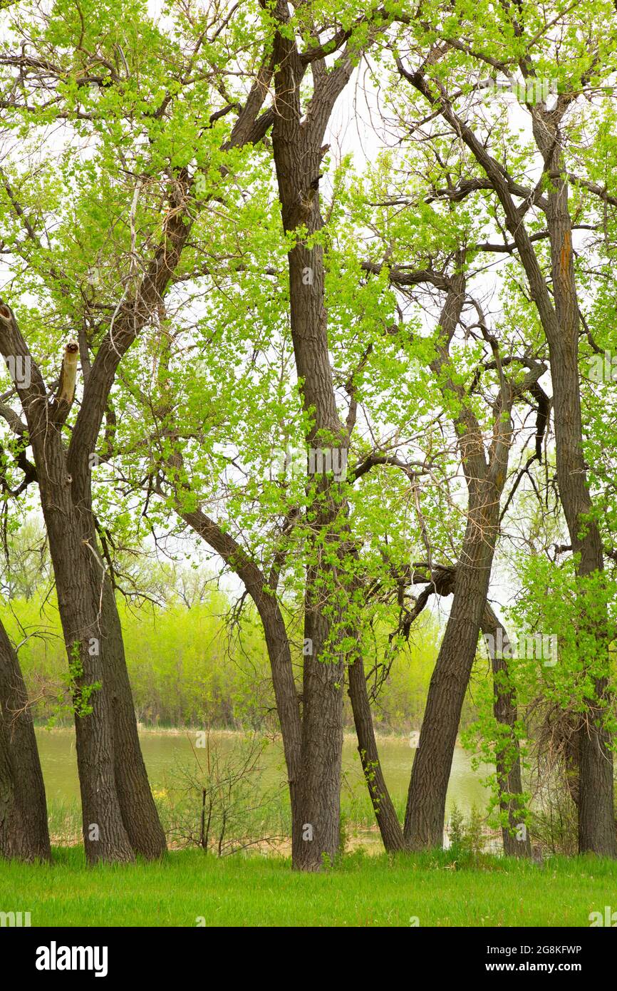 Lakeshore cottonwoods, Oliver Reservoir State Recreation Area, Nebraska Stock Photo