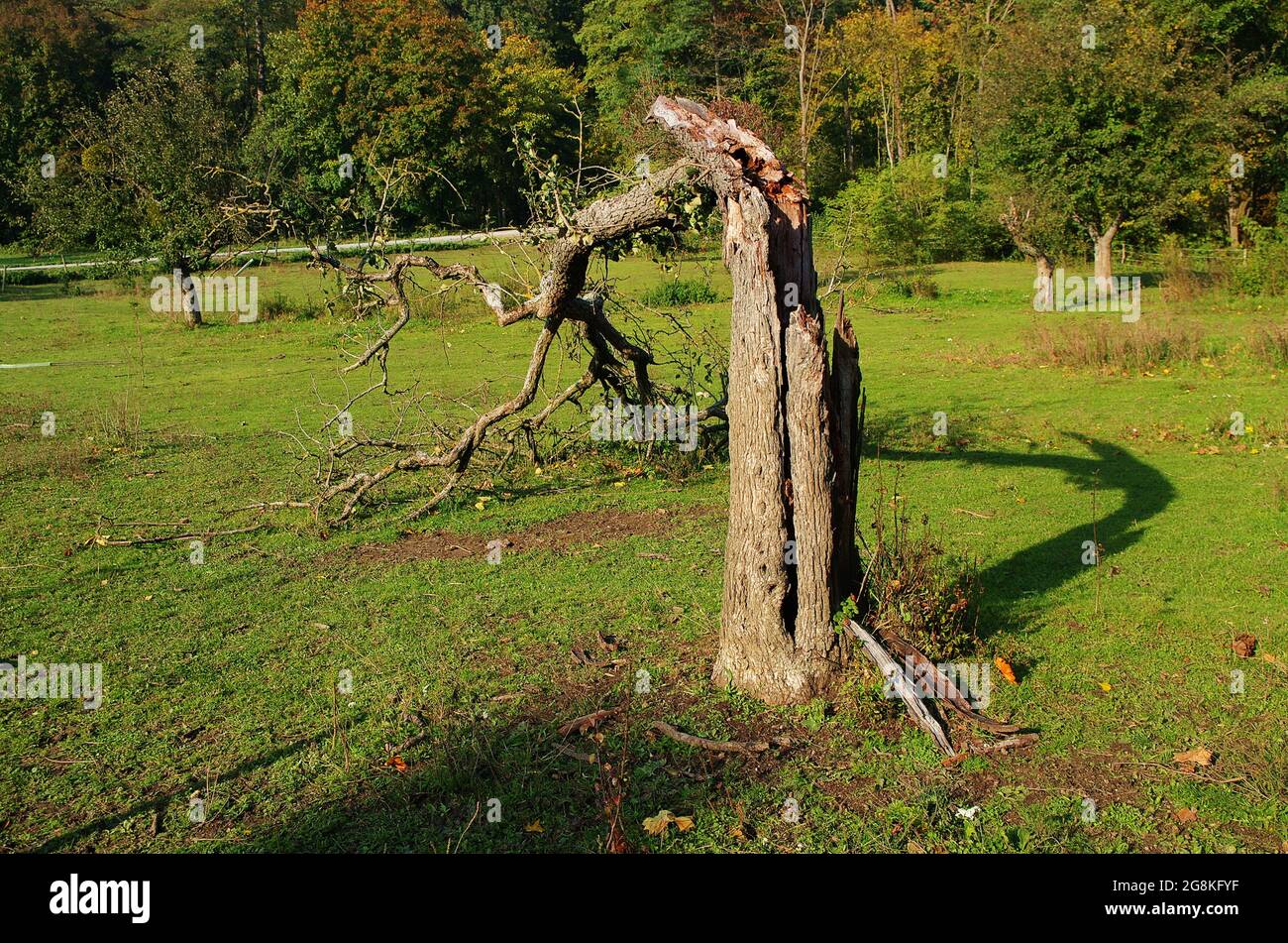 Broken tree in the meadow. Aftermath of tree which exploded after being