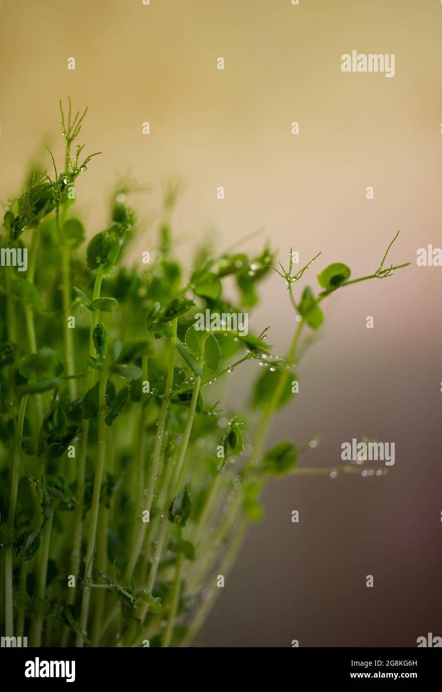 Pea microgreen sprouts close up. Raw sprouts, microgreens, healthy food concept. Stock Photo
