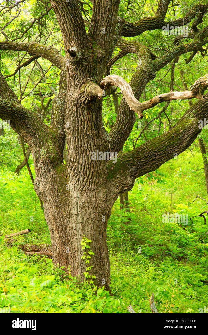 Ancient oak, Indian Cave State Park, Nebraska Stock Photo Alamy