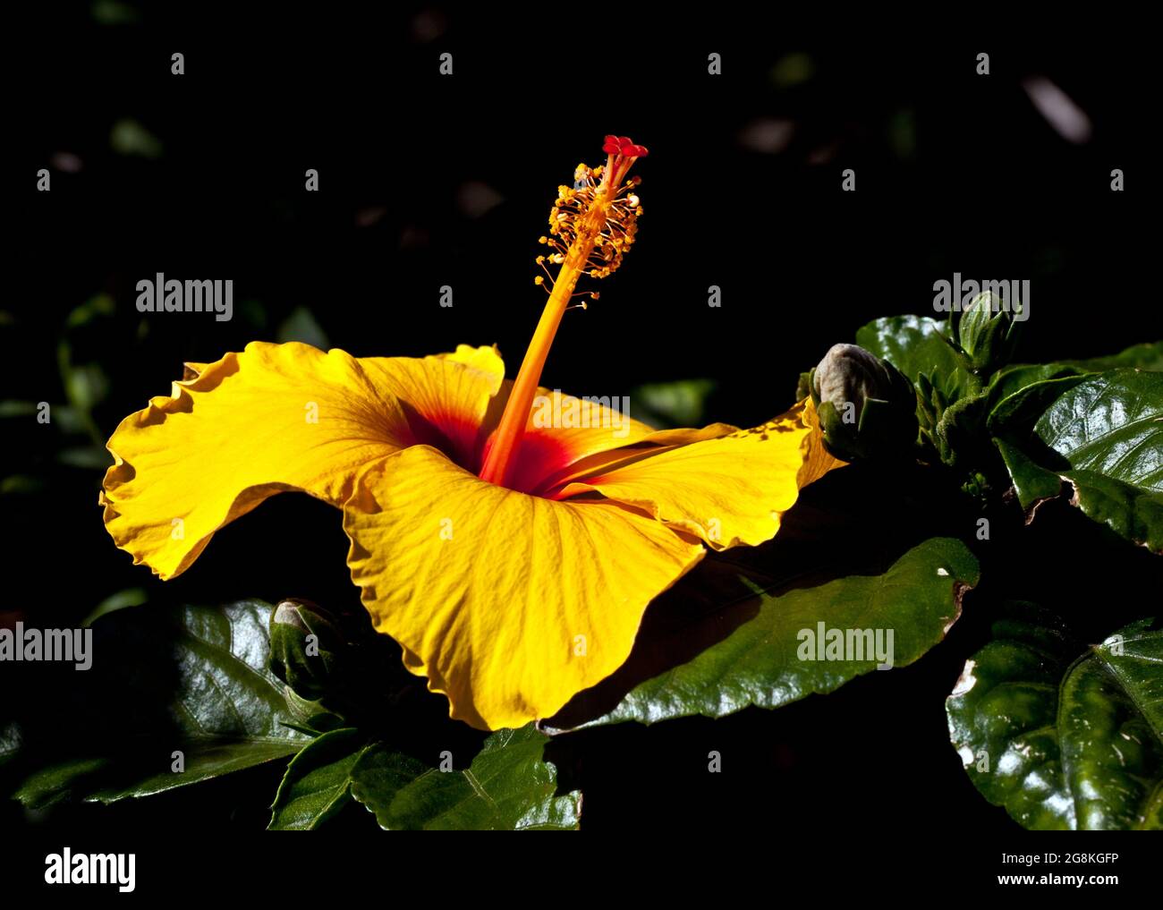 Closeup of a bright yellow Chinese hibiscus in the darkness Stock