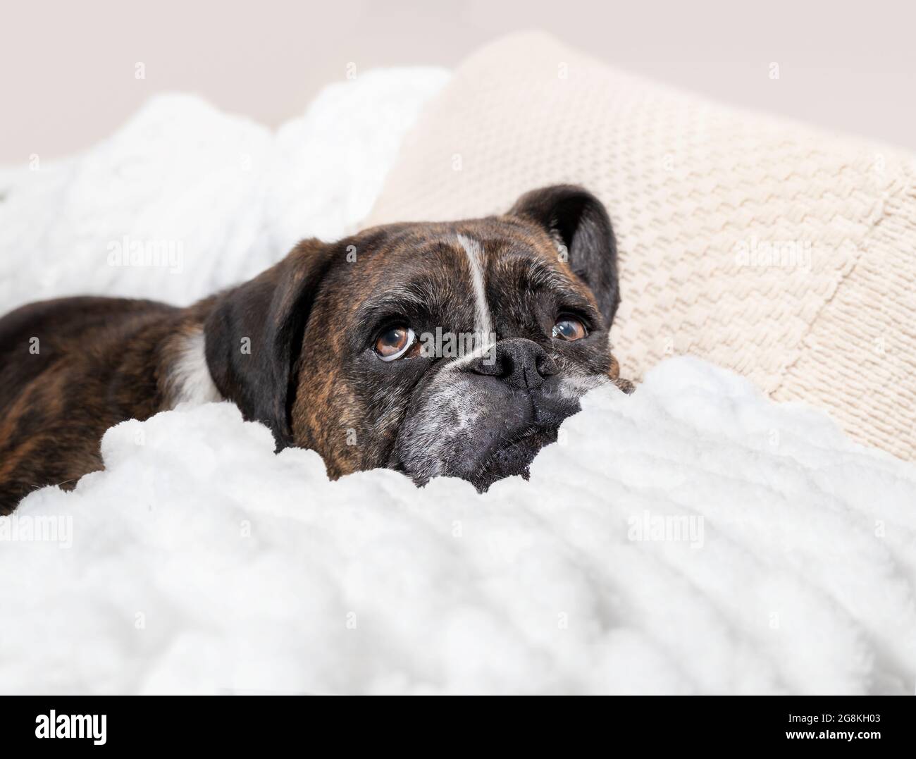 Large dog eyeing at something suspiciously. Female brindle Boxer dog lying on a sofa and between a fluffy blanket with raised eyebrows and questioning Stock Photo