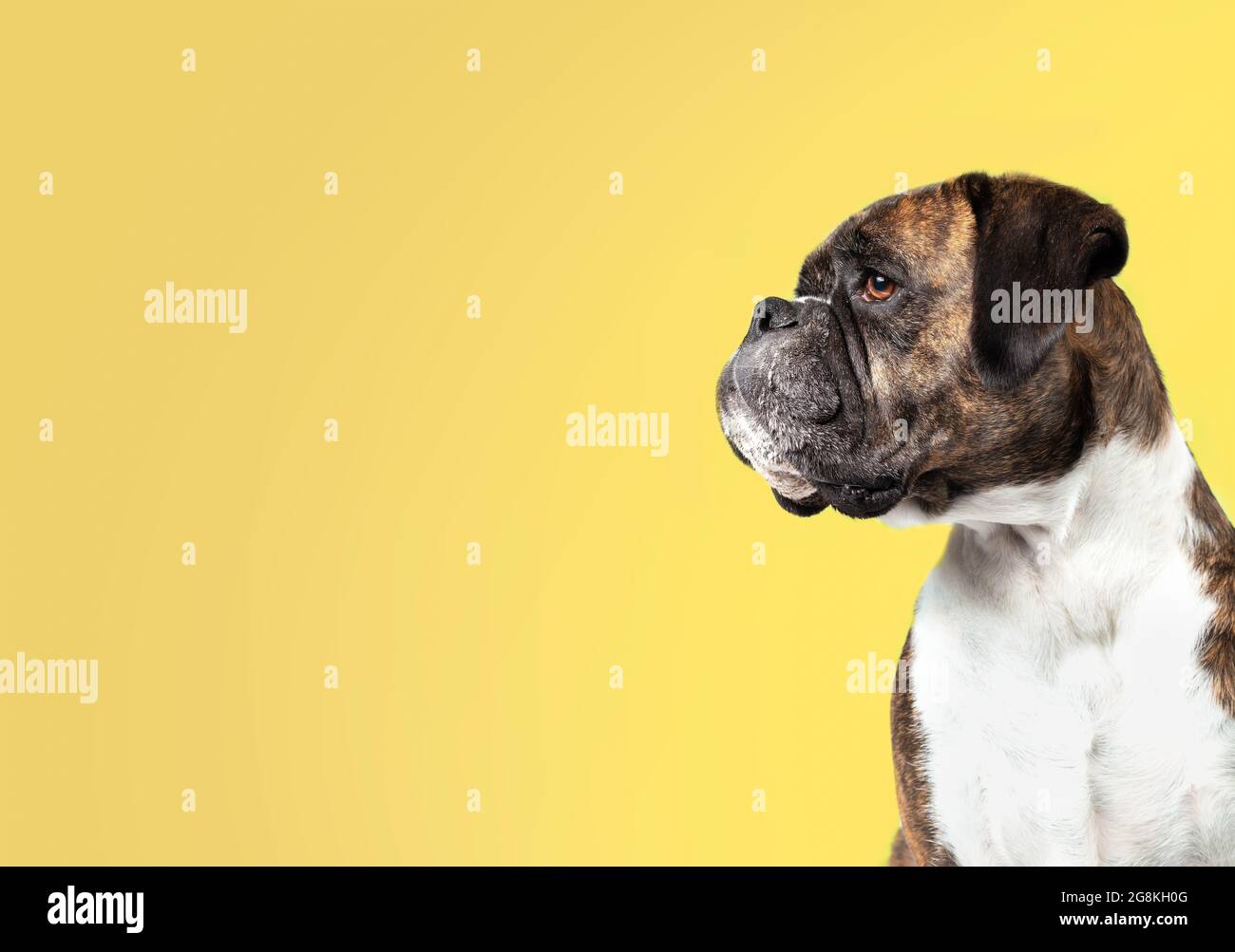Boxer dog on colored background. Side profile of female brindle Boxer dog looking at something of screen. Medium to large short hair dog with short no Stock Photo
