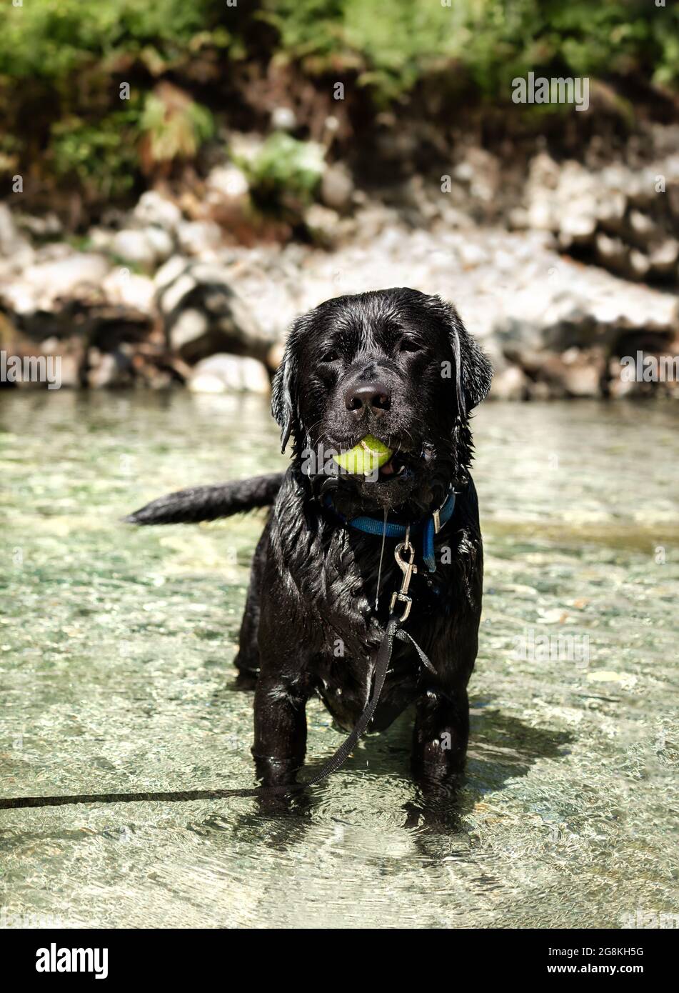 Dog standing in the river with tennis ball in mouth and dripping wet fur. Large black male English Labrador dog fetching and swimming in the water. Se Stock Photo