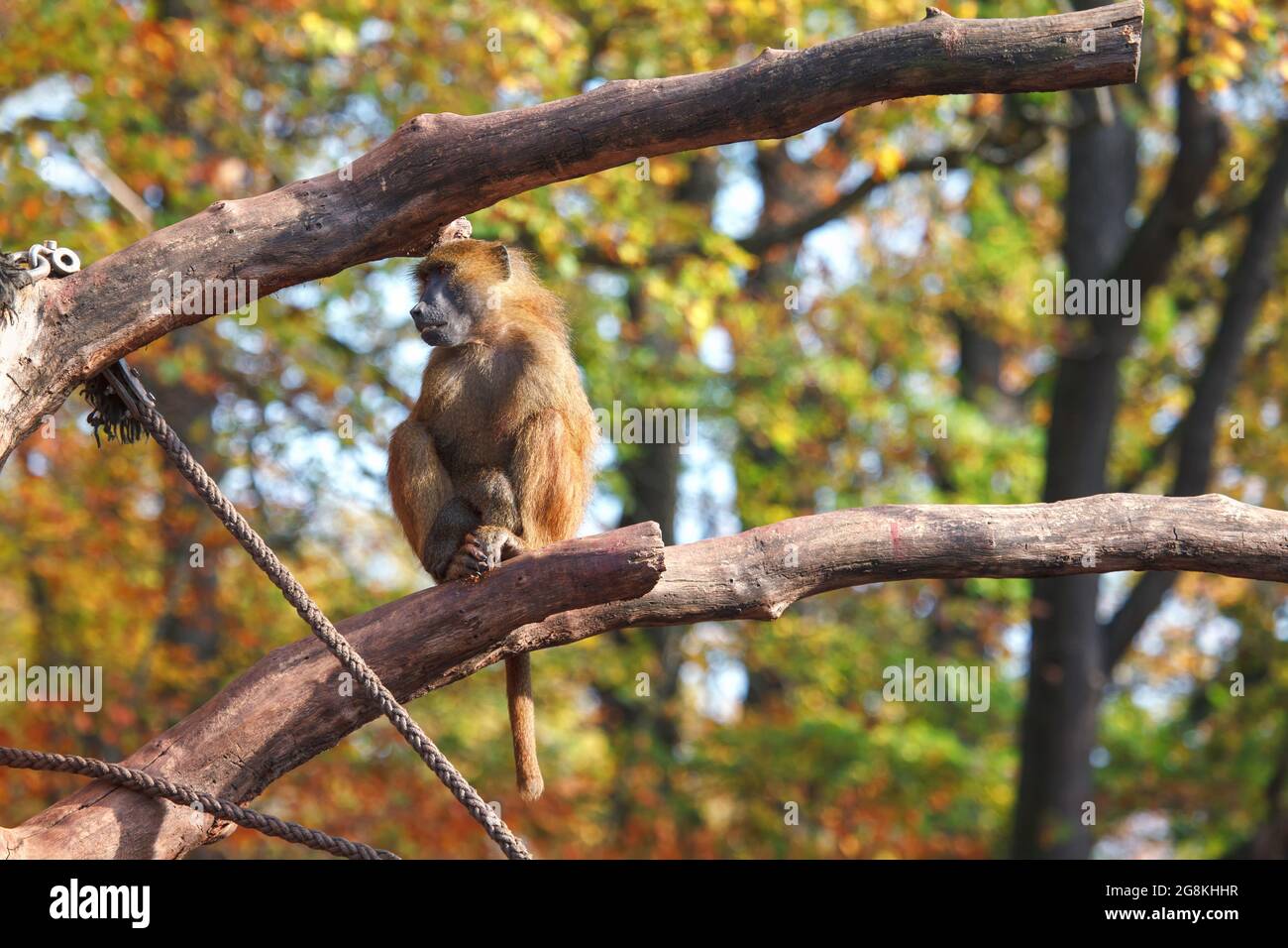 Baboon on the branch . Monkey male in the zoo Stock Photo