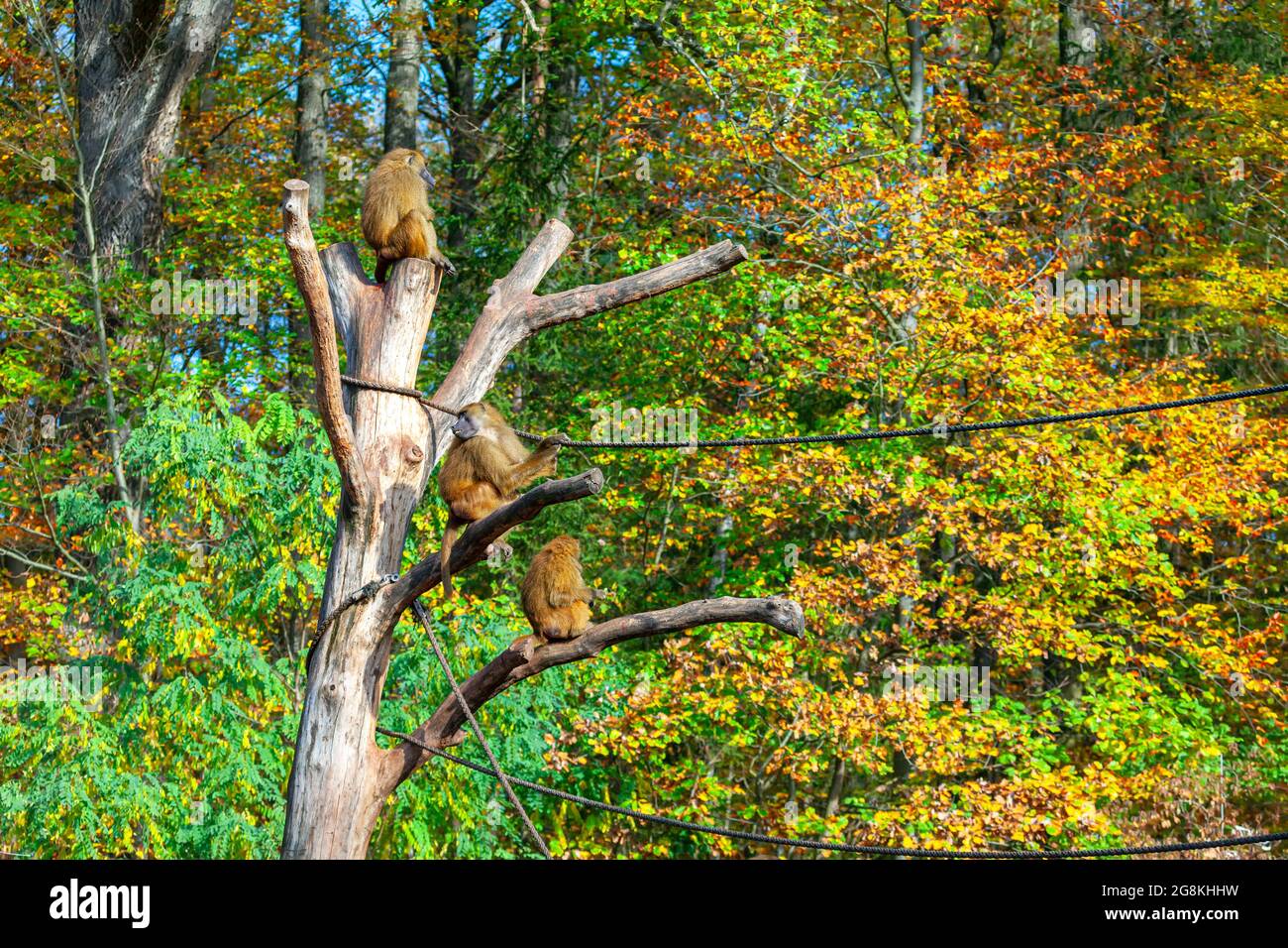 Habitat of Guinea Baboon . Monkeys on the tree in the zoo Stock Photo