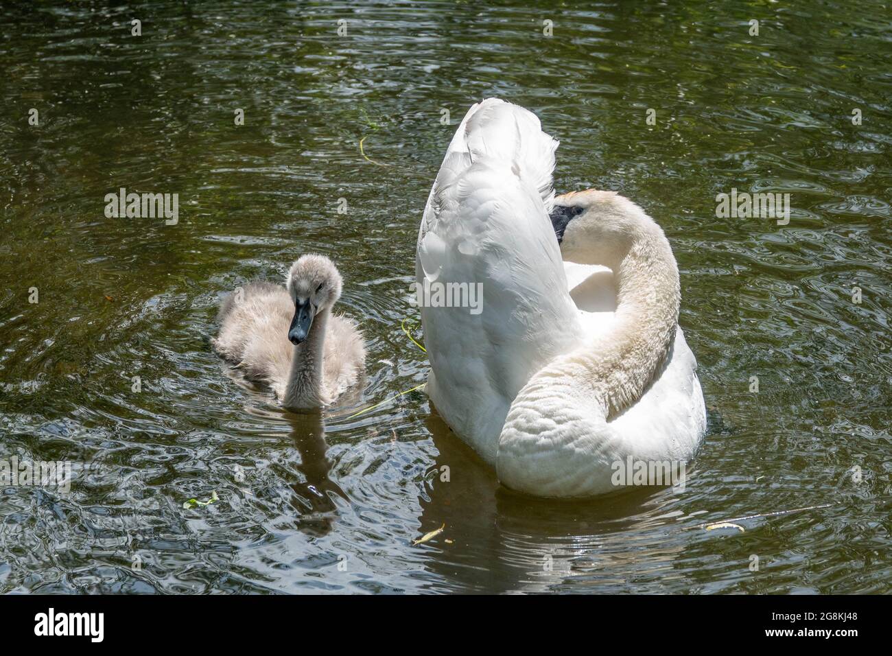 beautiful swan with cute cygnet in the river Stock Photo