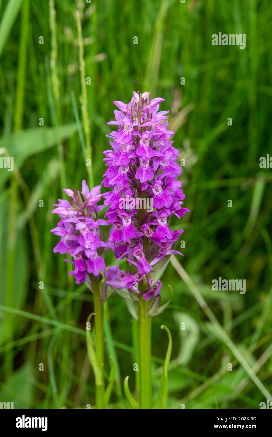 Title Dactylorhiza majalis the broad leaved or western marsh orchid Stock Photo