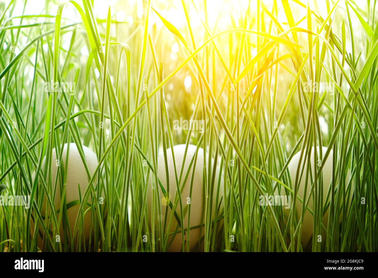 Three chicken eggs were hidden in green grass, sunlight Stock Photo