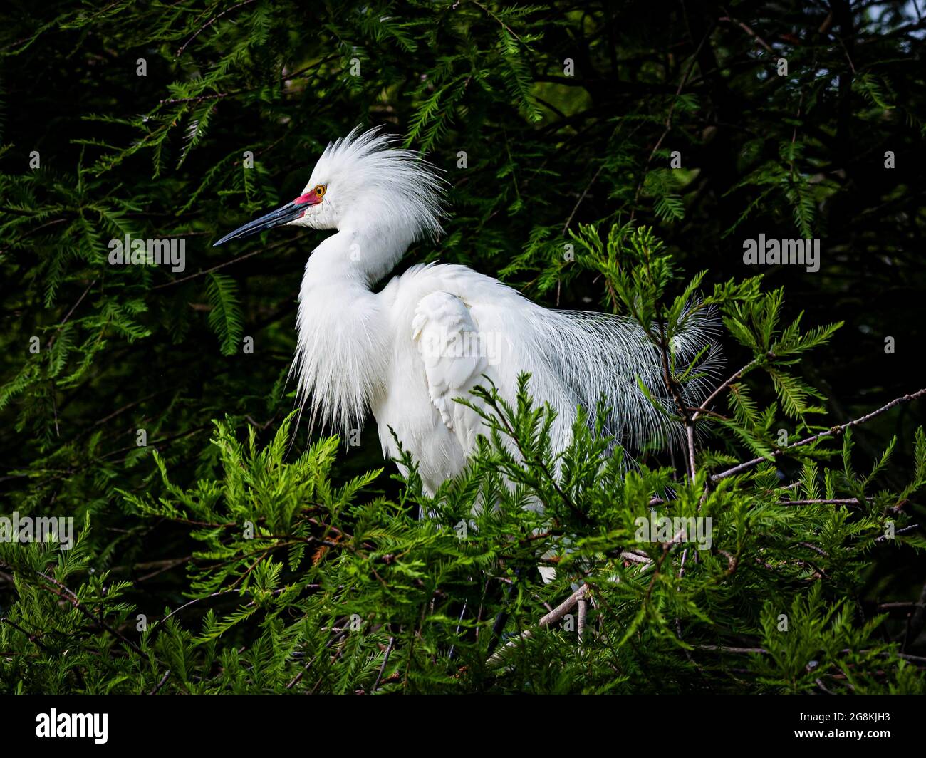 Snowy Egret in Breeding Plumage and Eye Color on a Cypress Tree Stock Photo