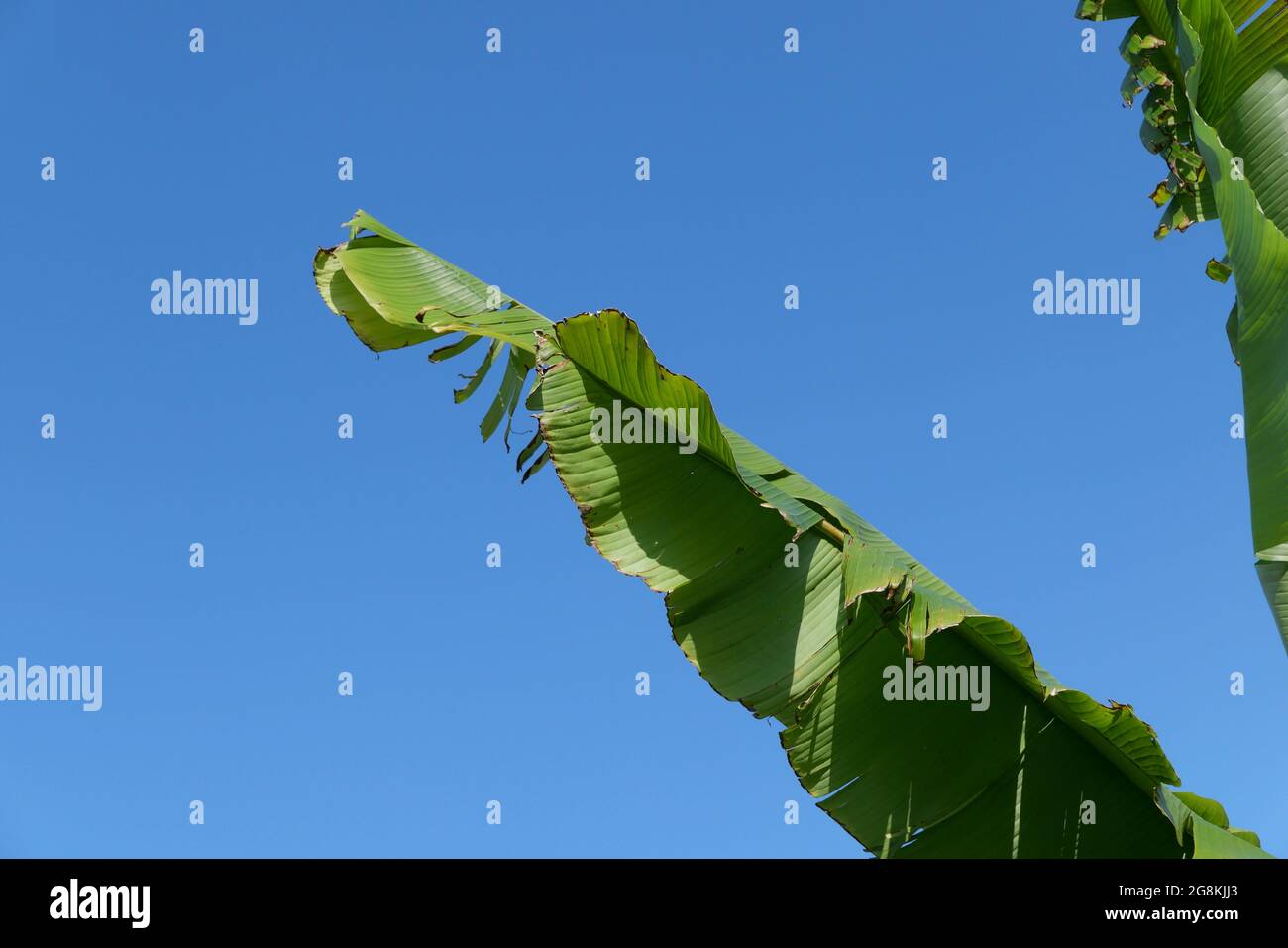 Green banana leaves against deep blue sky with copy space Stock Photo ...