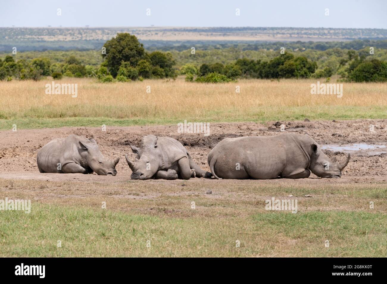 three white rhinoceros lazing by a muddy water hole in the Masai Mara, Kenya Stock Photo