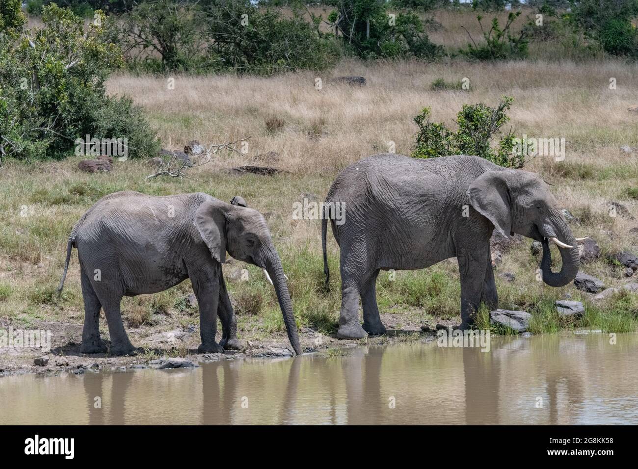 pair of African elephants drinking at a water hole Stock Photo