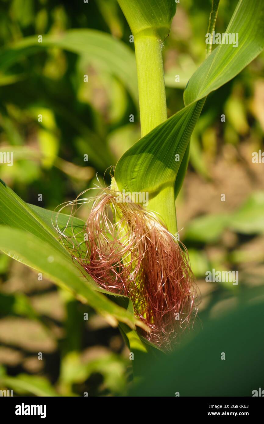 Unripe corn cob maize hi-res stock photography and images - Alamy