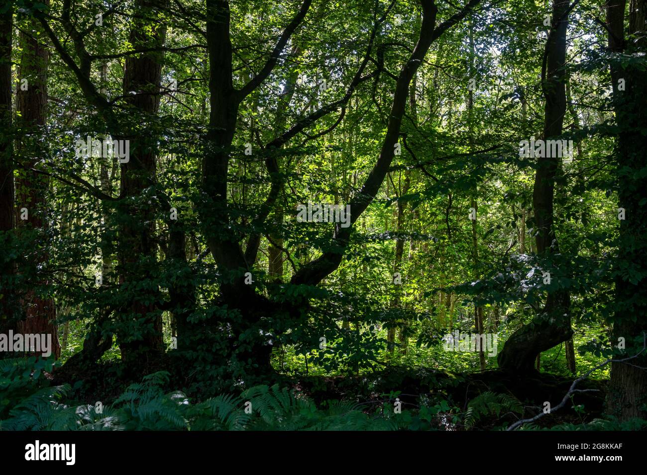 Looking into a dense area of woodland showing dappled sunlight coming through trees Stock Photo