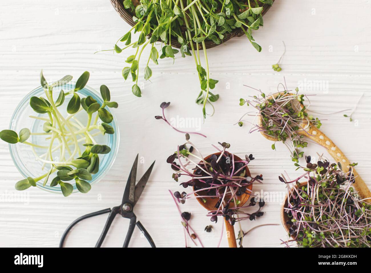 Fresh red cabbage, red radish, sunflowers, green peas sprouts on stylish spoons and glass jars