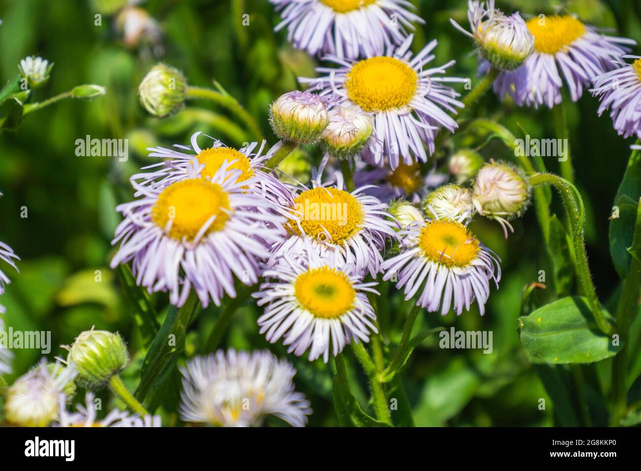 Erigeron Flowers in the Garden at Sunny Summer Day Stock Photo