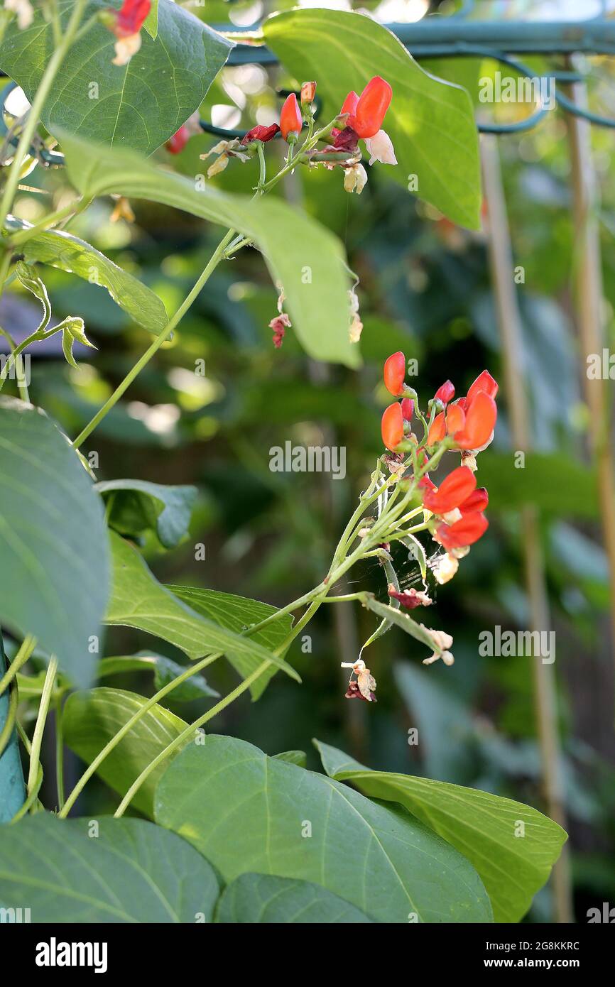 Growing butter beans uk hires stock photography and images Alamy