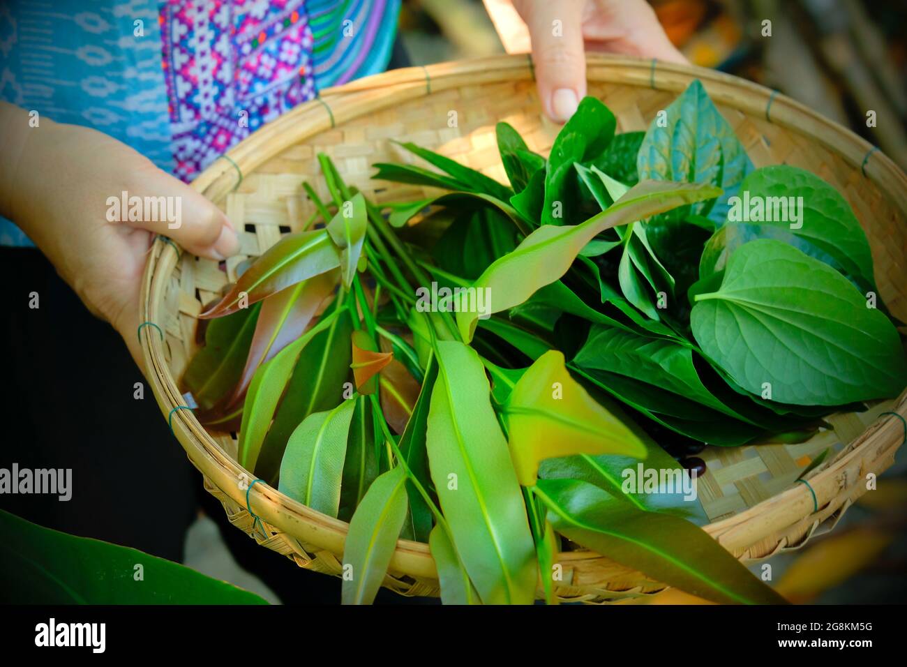 Close-up female gardener carrying bamboo basket with a variety of fresh herbs, organic salad, piper sarmentosum and other vegetables in a garden. Stock Photo