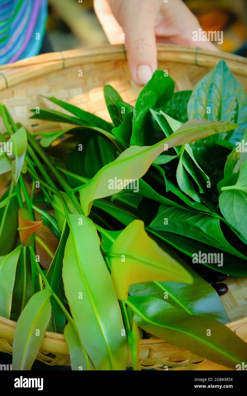 Close-up female gardener carrying bamboo basket with a variety of fresh herbs, organic salad, piper sarmentosum and other vegetables in a garden. Stock Photo