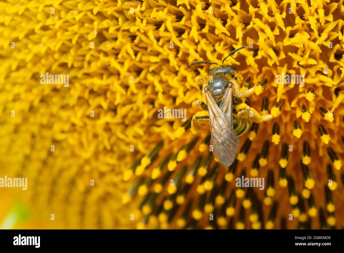 Bee Gathering Pollen on Sunflower Stock Photo - Alamy