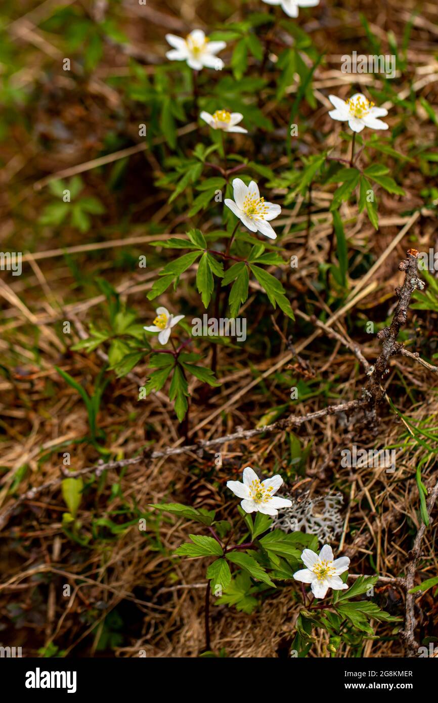 Anemonoides nemorosa flower growing in forest Stock Photo - Alamy