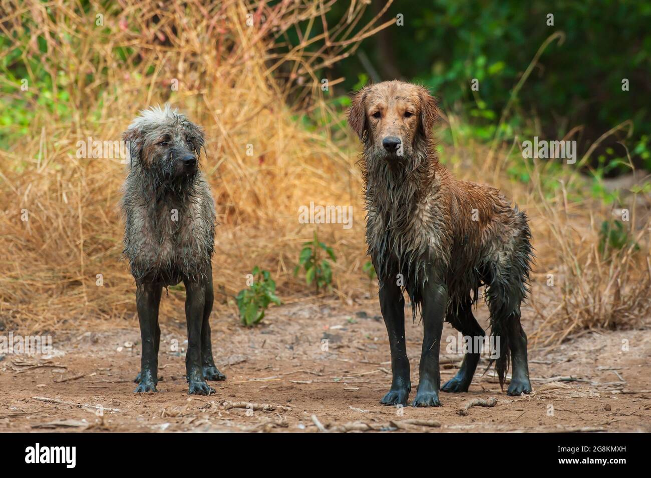 Dirty and funniest from mud, two dogs stands next to a mud, portrait muddy a Schnoodle stands next to a muddy Golden Retriever. Stock Photo