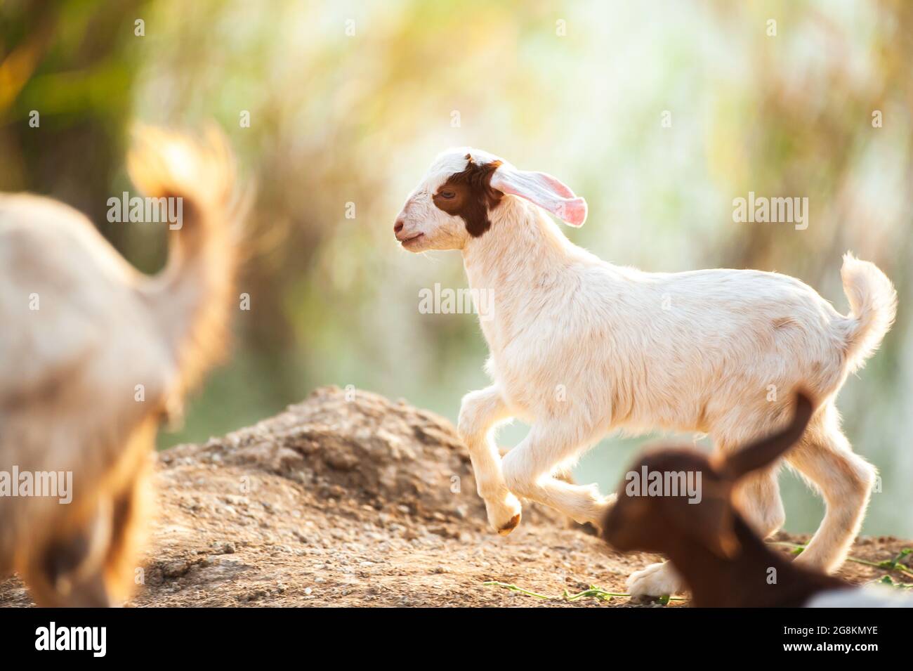 A herd of white goats kids running on a pasture at sunrise. Domestic goat. Stock Photo