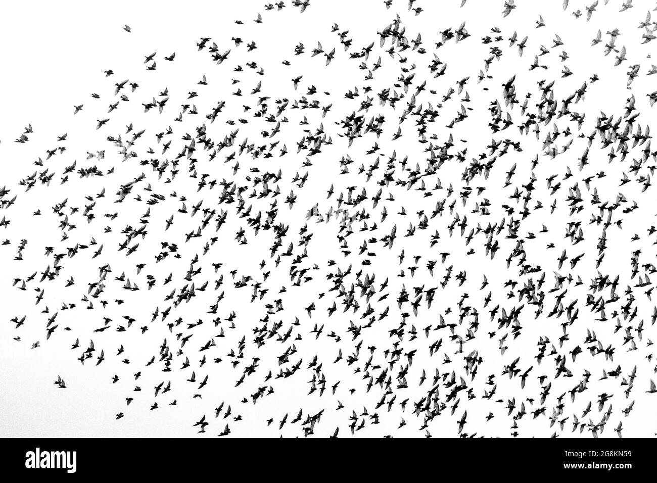 Flock of birds flying high in a white cloudy sky Stock Photo Alamy