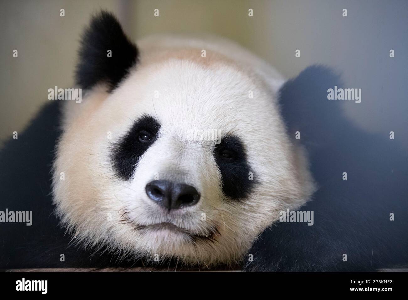 (210721) -- BEAUVAL, July 21, 2021 (Xinhua) -- File photo taken on May 5, 2021 shows giant panda Huan Huan at the Beauval Zoo in Saint-Aignan-sur-Cher, France. Huan Huan, a giant panda at Beauval Zoo in central France, is pregnant and the birth of her cub is expected in about 10 days, announced the zoo. Huan Huan, which means 'happy' in Chinese, and her male pal Yuan Zi, were both born in Chengdu, China, and arrived in France in 2012 when they were three years old. (Beauval Zoo/Handout via Xinhua) Stock Photo