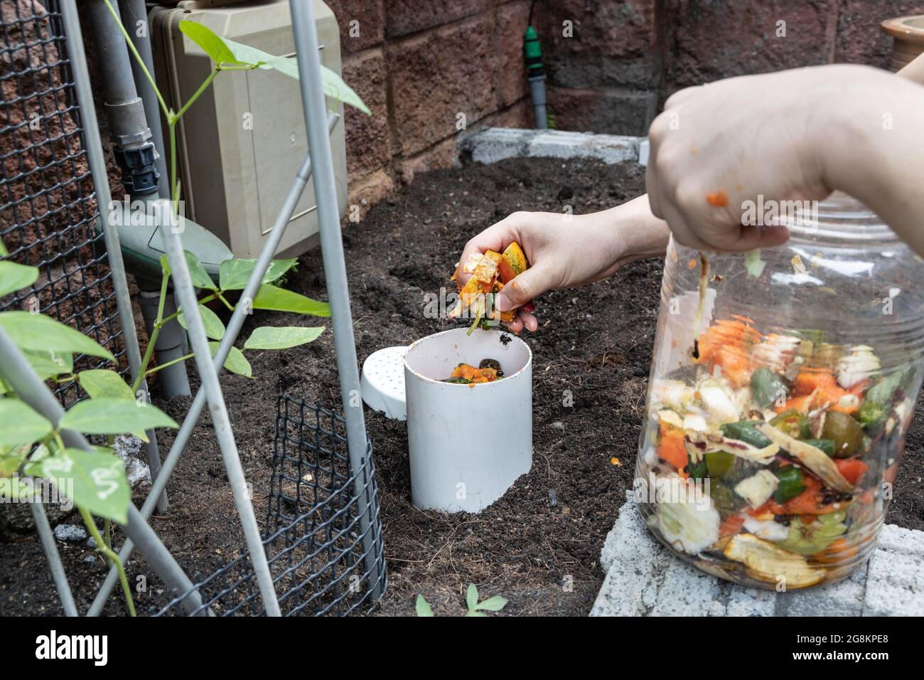Person filling the worm tower with kitchen organic waste. Worm activity