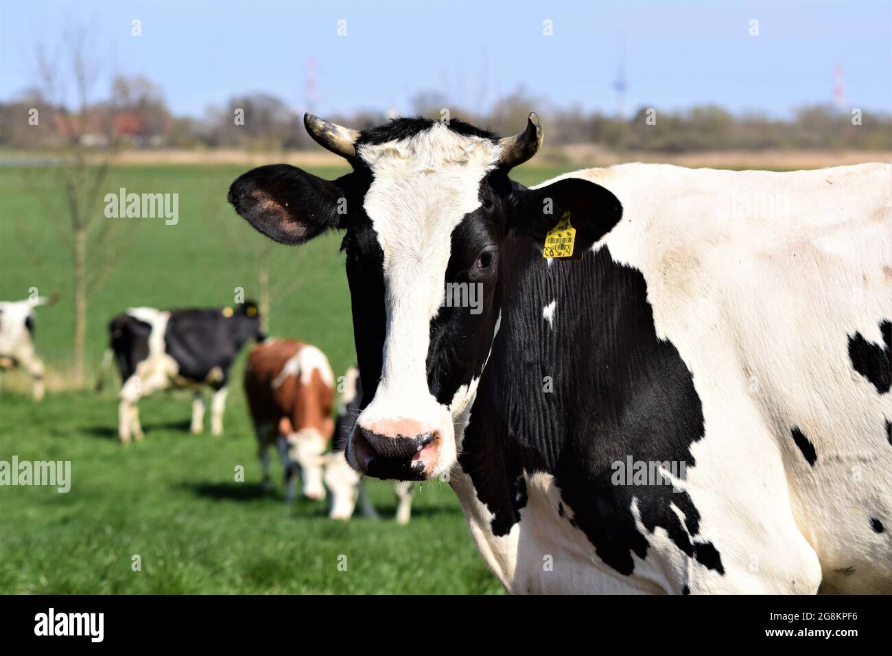 Happy black and white cow on the meadow as a close up Stock Photo
