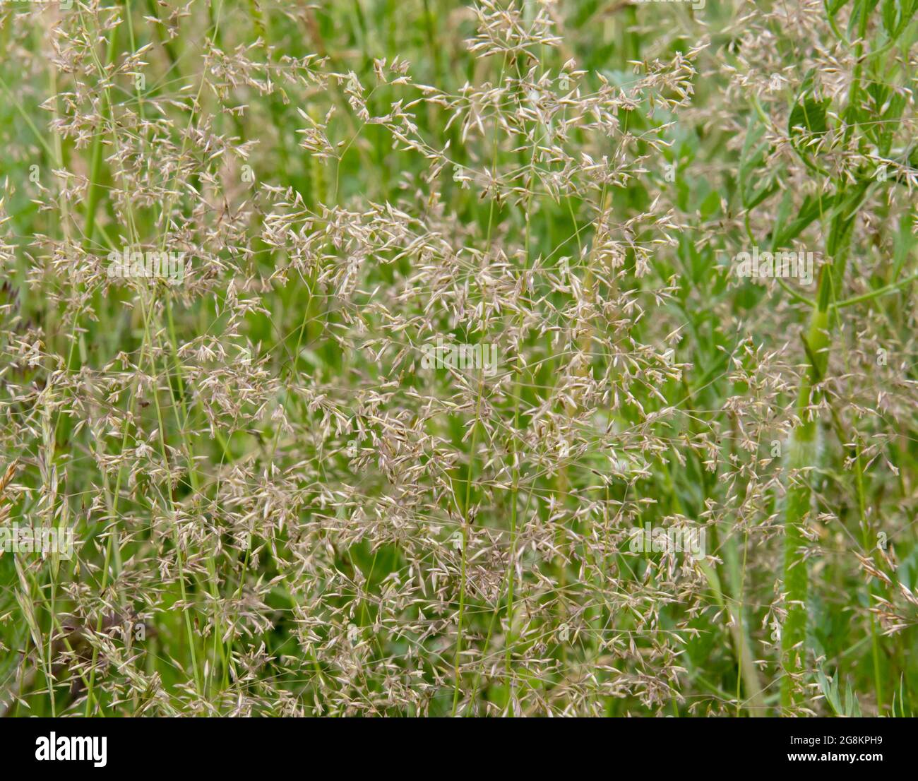 green field of perennial ryegrass plants on a summer light day Stock Photo