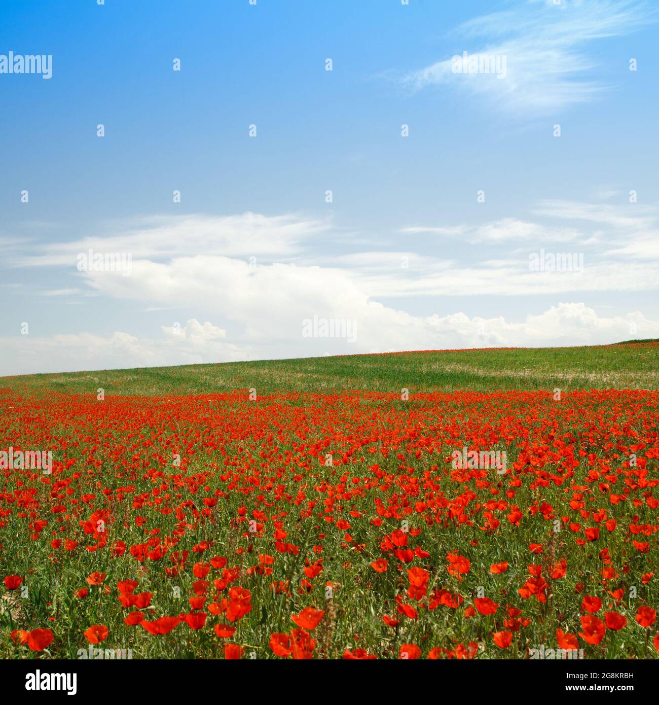 Poppies field. A beautiful field of blooming poppies Stock Photo - Alamy