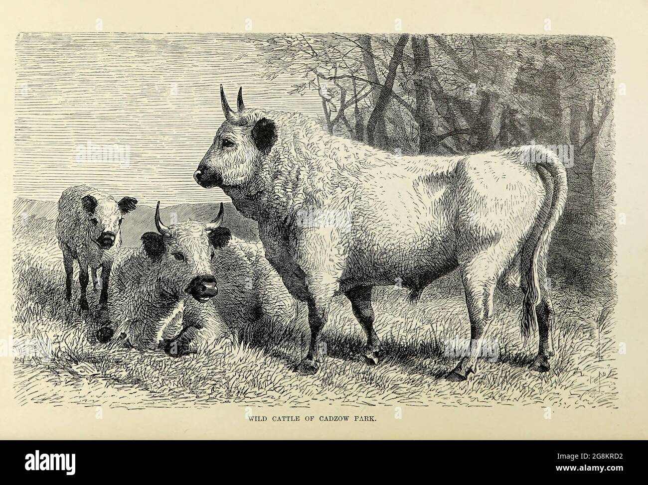 Wild Cattle of Cadzow Park in Scotland From the book ' Royal Natural History ' Volume 2 Edited by Richard Lydekker, Published in London by Frederick Warne & Co in 1893-1894 Stock Photo