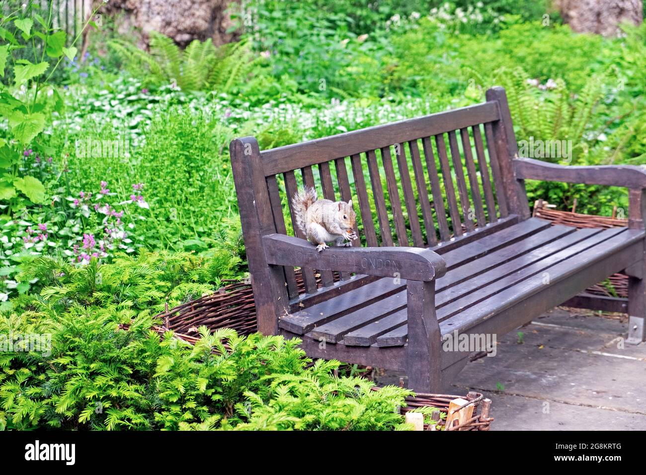 Grey squirrel sitting on a City of London park bench eating a nut in Bunhill Fields London EC1 England UK   KATHY DEWITT Stock Photo