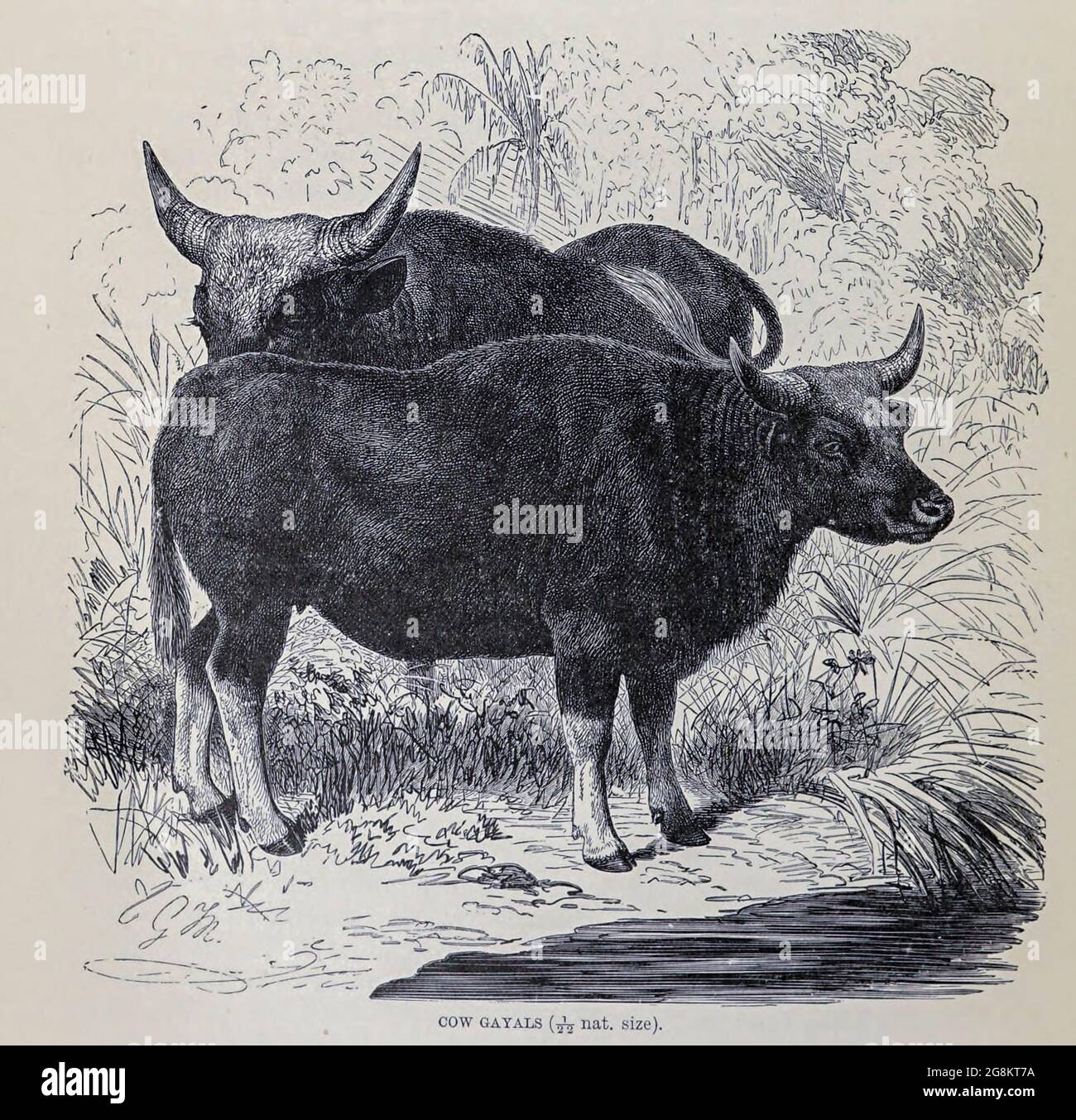 The gayal (Bos frontalis), also known as mithun, is a large domestic cattle  distributed in Northeast India, Bangladesh, Myanmar and in Yunnan, China  From the book ' Royal Natural History ' Volume