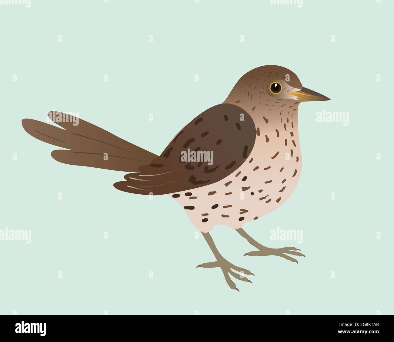 An illustration of a song thrush. The background is pale green. The bird is cut out. Stock Vector