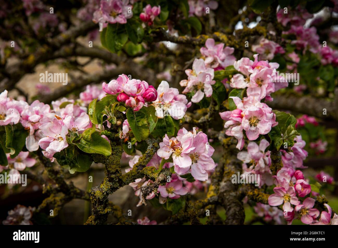 UK, England, Worcestershire, Vale of Evesham Blossom Trail, old apple tree in flower Stock Photo