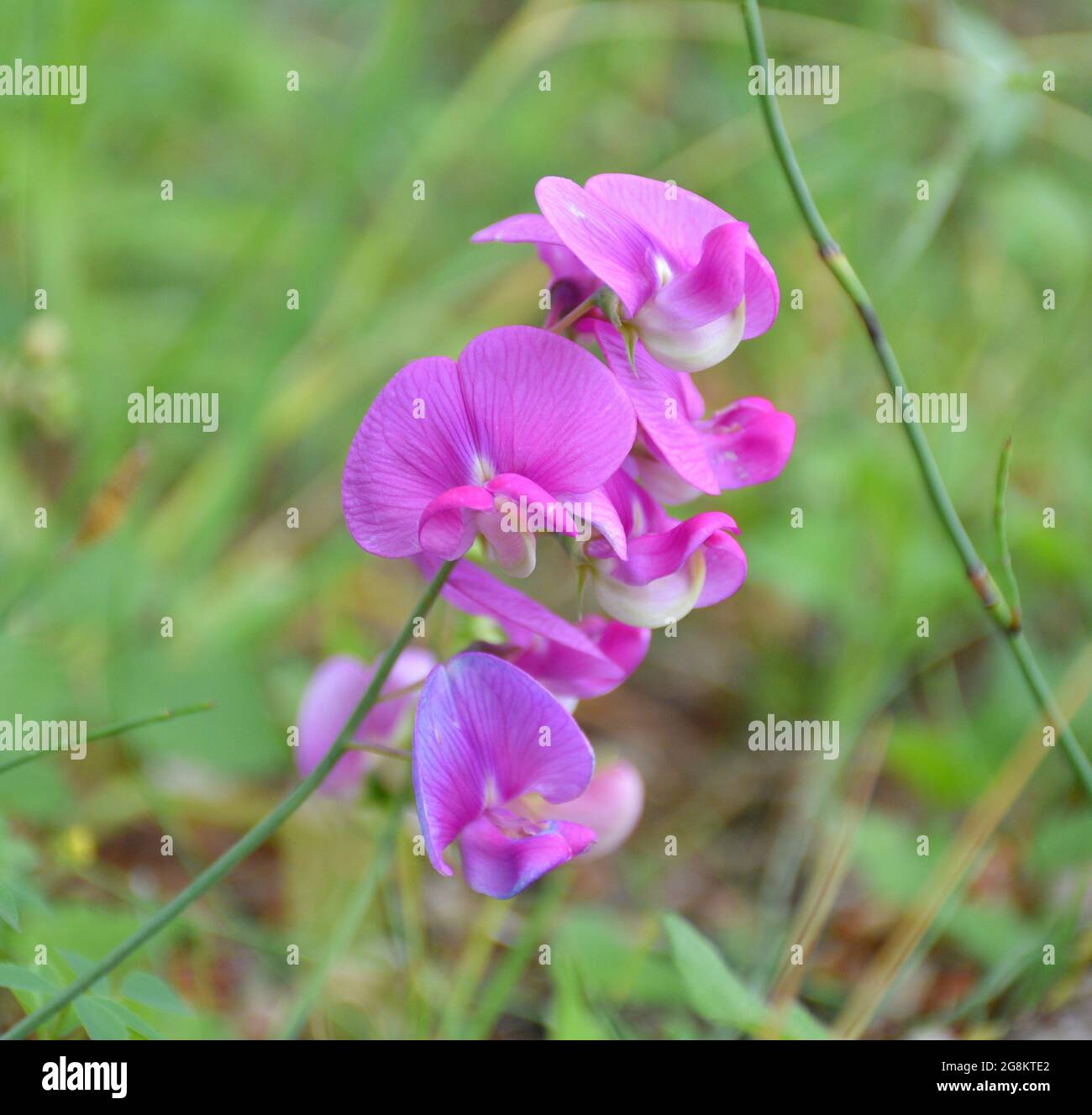 Climbing plant Lathyrus latifolius with pink flowers. Located next to a river and a forest road. Stock Photo