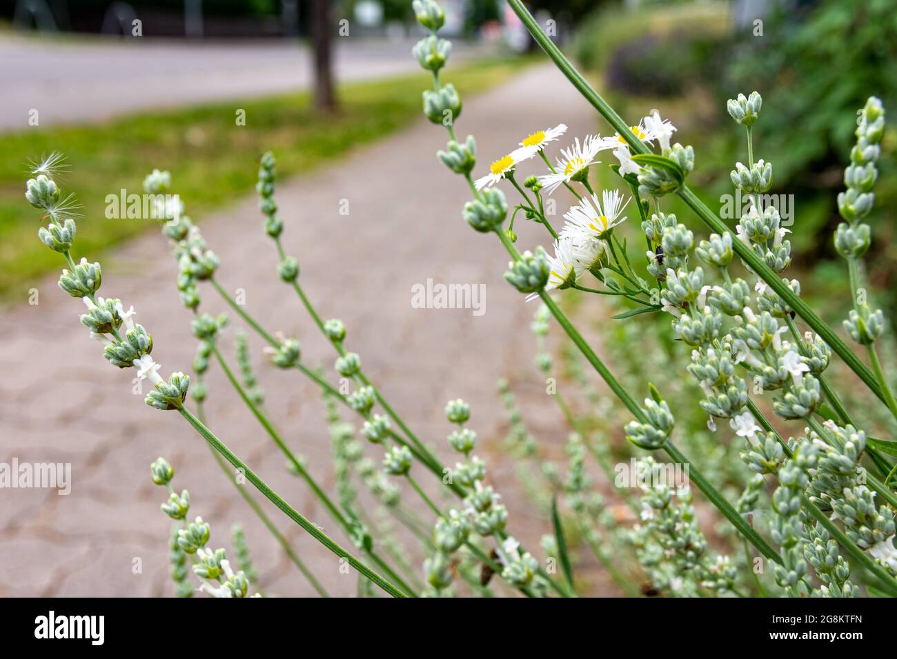Small white wildflowers hi-res stock photography and images - Alamy