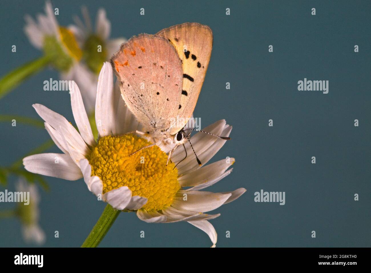 Detail of a Purplish Copper butterfly, Lycaena helloides, nectaring on a wildflower in the alpine country of the Ochocho Mountains in central Oregon, Stock Photo
