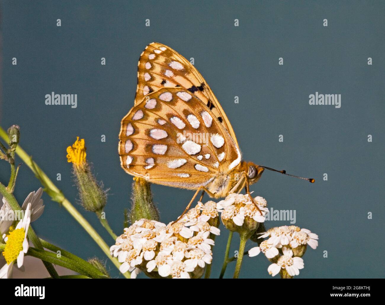 Detail of a Zerene Fritillary butterfly, Speyeria zerene, dorsal side, nectaring on a wildflower in the alpine areas of the Ochoco Mountains in centra Stock Photo