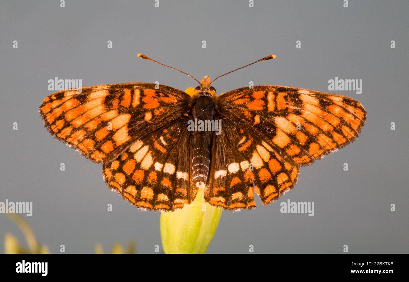 Detail of a Hoffmann's Checkerspot butterfly, Chlosyne hoffmanni, nectaring on a wildflower on the slopes of Mount Hood, Oregon. Stock Photo